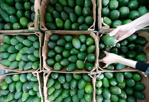 全球鲜果汇聚 秘鲁牛油果、摩洛哥柑橘、越南菠萝蜜进口潮涌动，国际农副产品交易市场复产复市有序推进